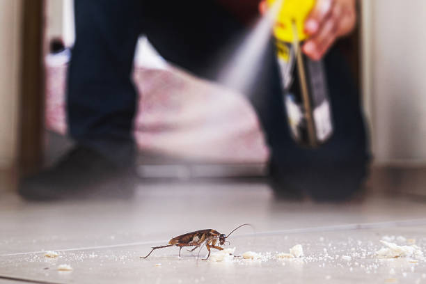Best Wasp Removal Services  in Brilliant, OH
